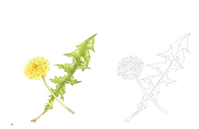 Postcard size coloring book - flower - Japanese Coloring Book