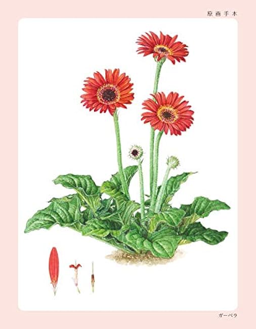 Coloring book for adults to enjoy: Small potted flowers Japanese Coloring Book