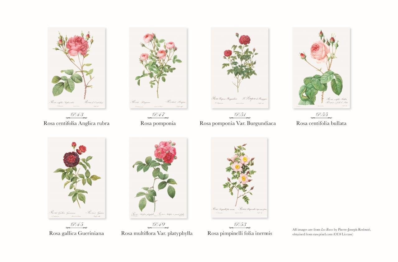 Postcard coloring book: Beautiful Roses by Redouté - From the monumental work of botanical art, "Rose Illustrated Book" Japanese Coloring Book