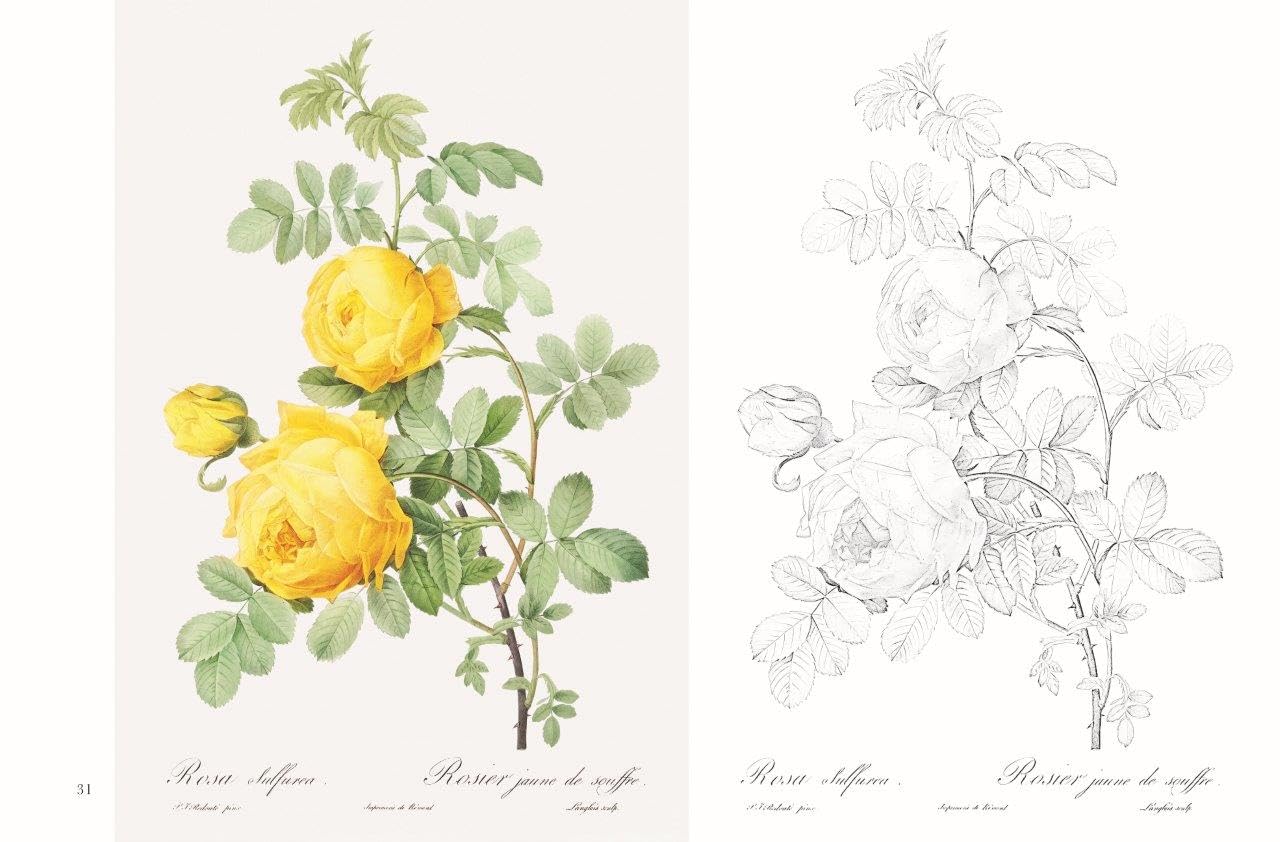 Postcard coloring book: Beautiful Roses by Redouté - From the monumental work of botanical art, "Rose Illustrated Book" Japanese Coloring Book