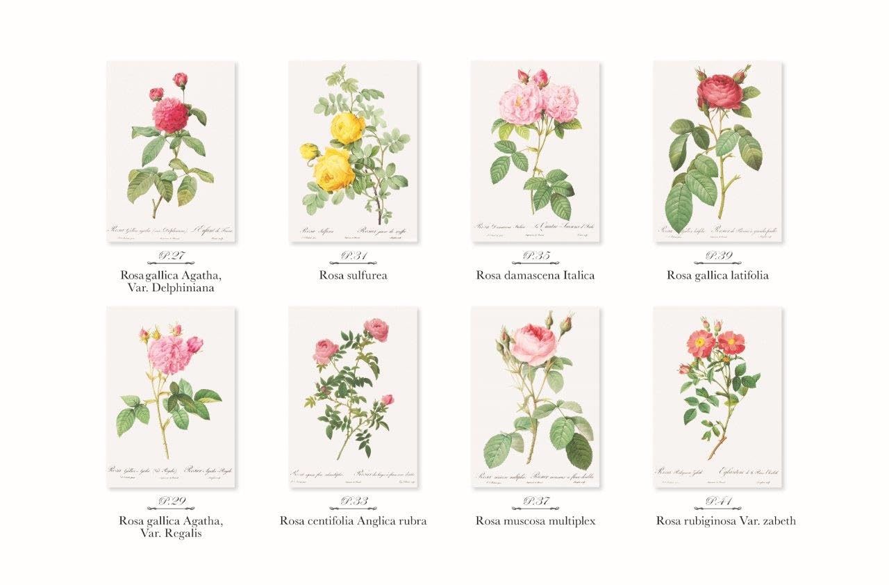 Postcard coloring book: Beautiful Roses by Redouté - From the monumental work of botanical art, "Rose Illustrated Book" Japanese Coloring Book
