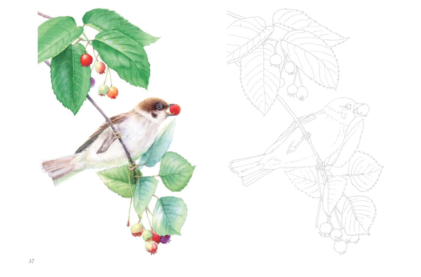 Postcard size coloring book - Flower scent - Japanese Coloring Book