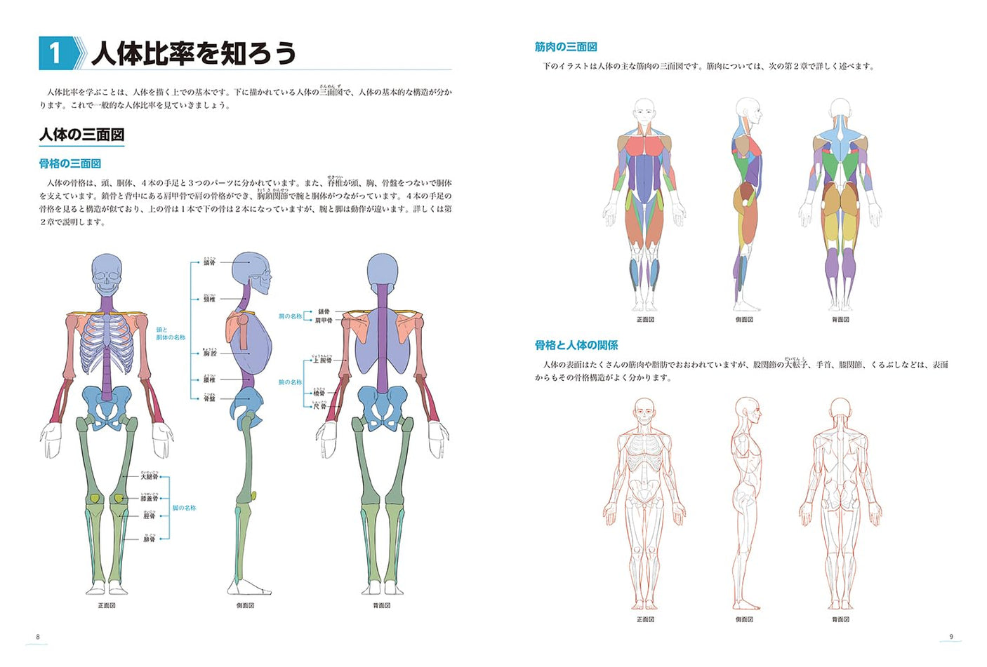 Introduction to drawing the structure and movement of the human body - Complete explanation of important points when drawing the human body Japanese Craft Book