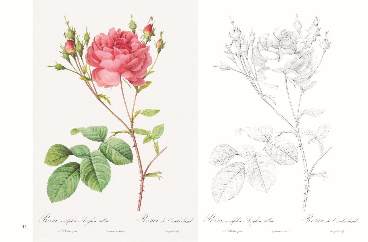 Postcard coloring book: Beautiful Roses by Redouté - From the monumental work of botanical art, "Rose Illustrated Book" Japanese Coloring Book