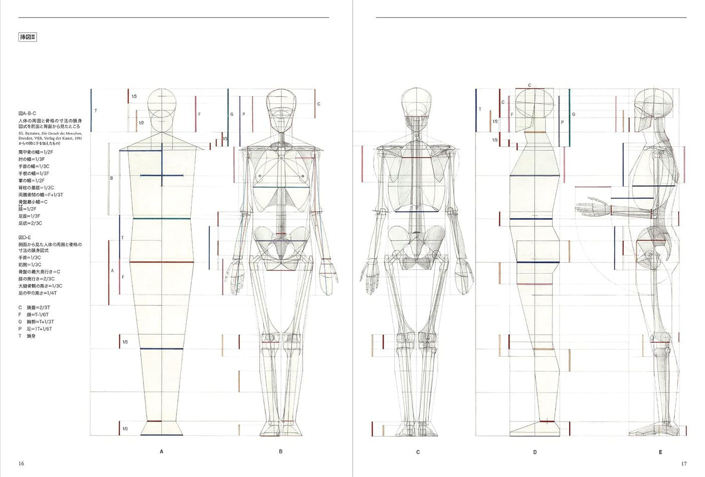 Anatomia Human body structure for drawing - Japanese Craft Book
