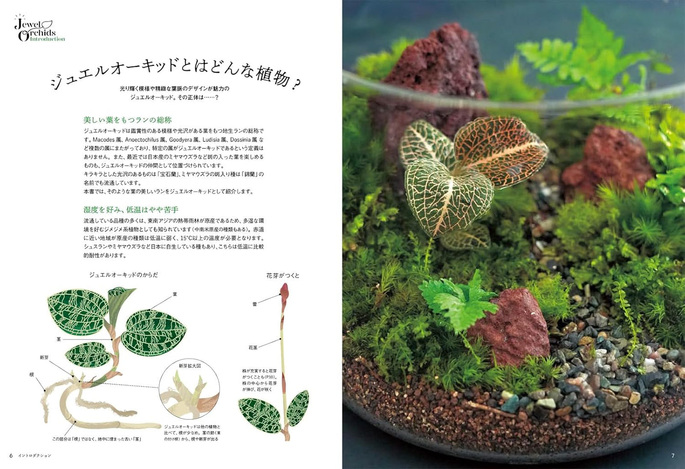 Jewel Orchid (Forest jewels to enjoy in your room)- Japanese craft book