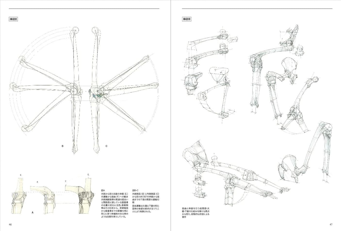 Anatomia Human body structure for drawing - Japanese Craft Book