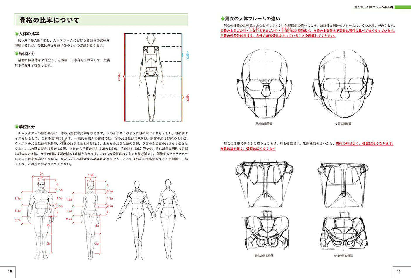 Master guide on how to draw the human body: Learn character drawing from the basics Japanese Craft Book