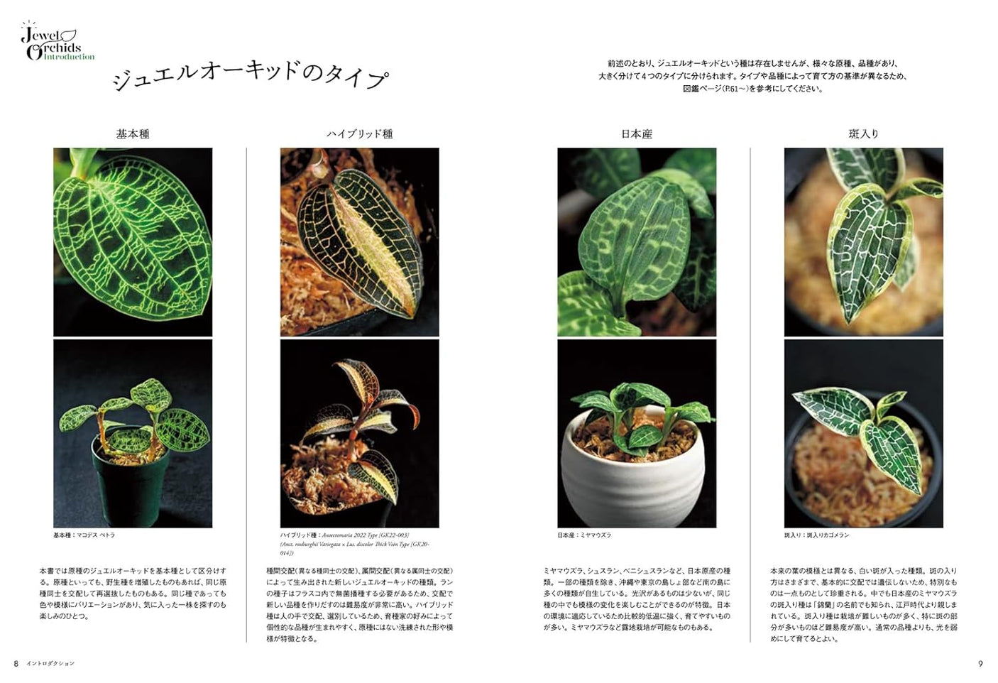 Jewel Orchid (Forest jewels to enjoy in your room)- Japanese craft book