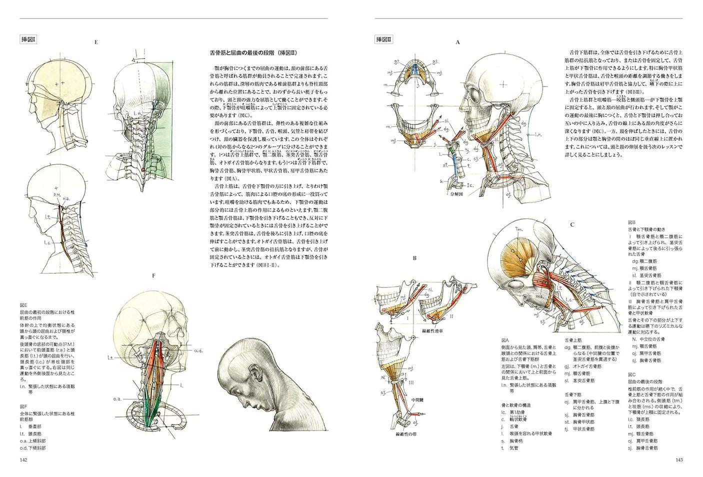 Anatomia drawing a moving human body Japanese Craft Book