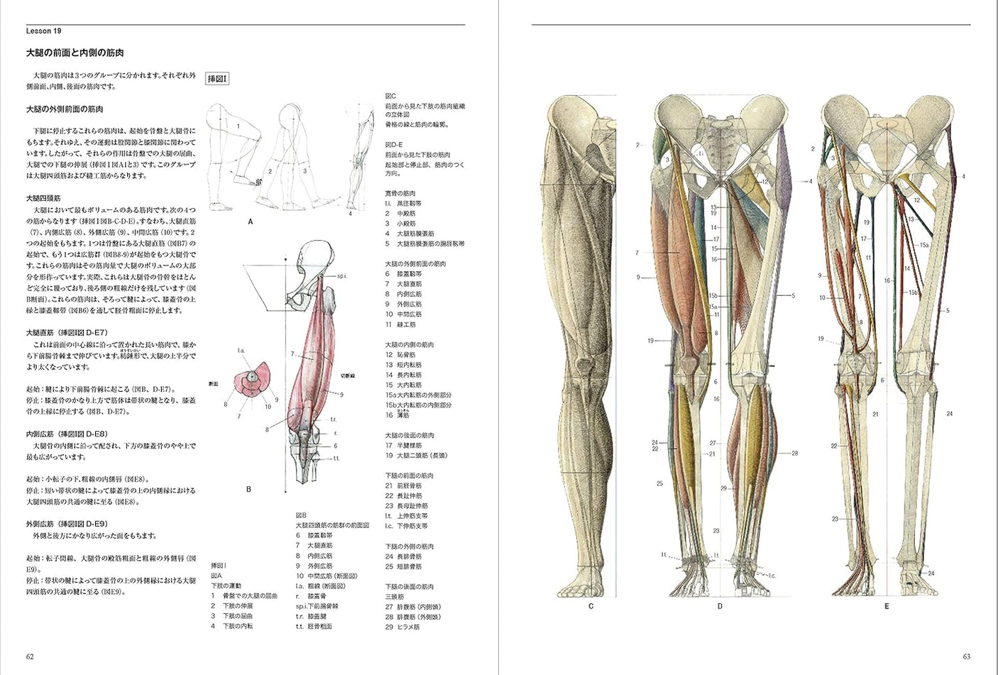 Anatomia Human body structure for drawing - Japanese Craft Book