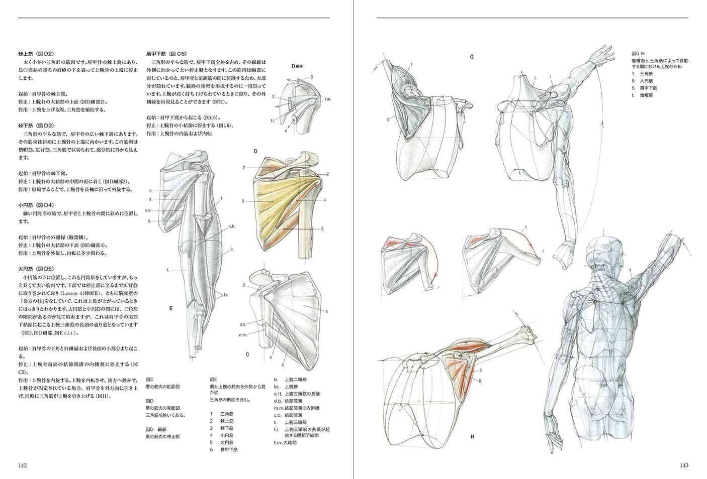 Anatomia Human body structure for drawing - Japanese Craft Book