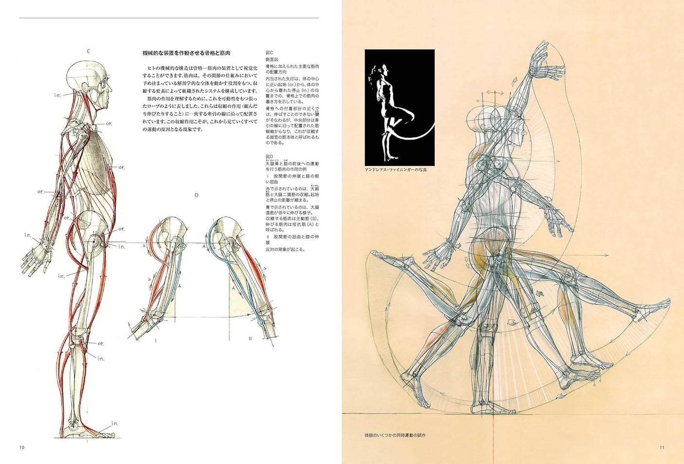 Anatomia drawing a moving human body Japanese Craft Book