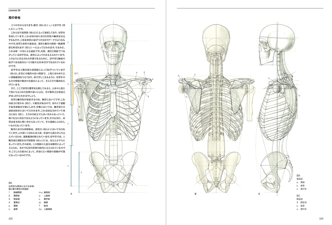 Anatomia Human body structure for drawing - Japanese Craft Book