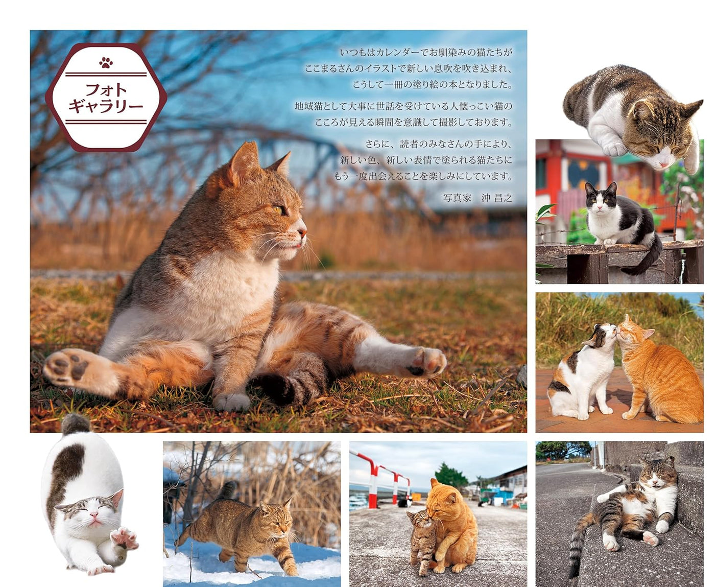 Masayuki Oki's the Free-roaming Cats - Japanese Coloring Book