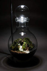 Terrariums of light and moss: From a small world in the palm of your hand to building a landscape