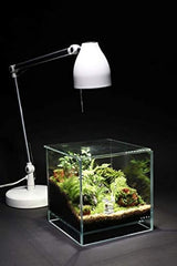 Terrariums of light and moss: From a small world in the palm of your hand to building a landscape