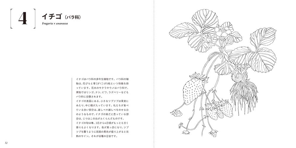 Adult Sketch Coloring Book: Beautiful Botanical Art - Seasonal Vegetables and Fruits - Japanese Craft Book*