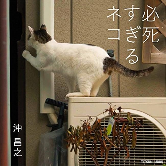 Photo collection Too Desperate Cat (Tatsumi Mook)