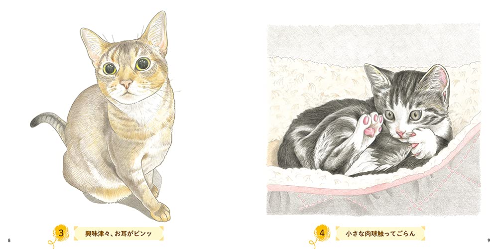 Adult sketch coloring book Cute cat A soothing fluffy collection! Japanese Coloring Book