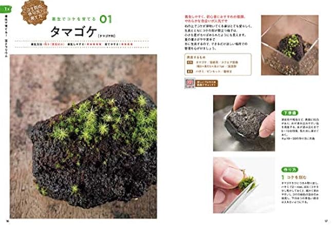 How to make a fascinating moss terrarium Eisaku Ishikawa michikusa - Japanese Craft Book