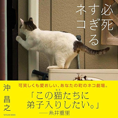 Photo collection Too Desperate Cat (Tatsumi Mook)