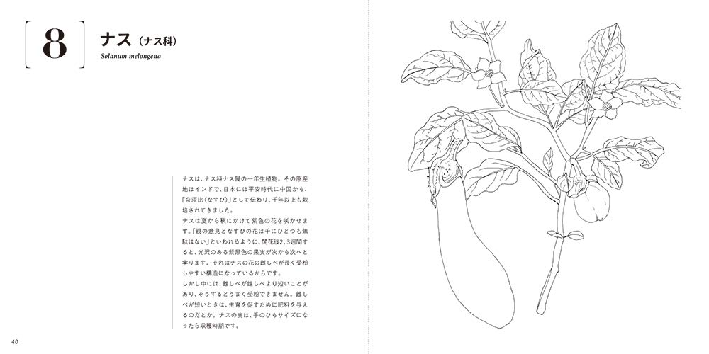 Adult Sketch Coloring Book: Beautiful Botanical Art - Seasonal Vegetables and Fruits - Japanese Craft Book*