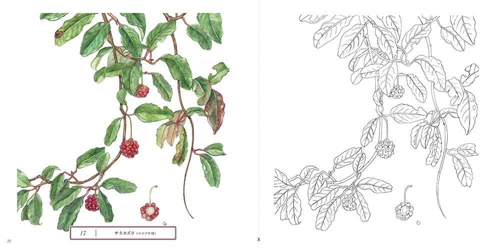 Sketch coloring book for adults - Beautiful botanical art - Garden of the four seasons - Japanese Coloring Book