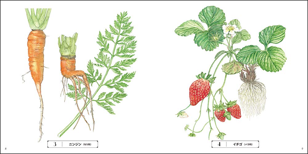 Adult Sketch Coloring Book: Beautiful Botanical Art - Seasonal Vegetables and Fruits - Japanese Craft Book*