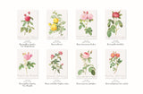 Postcard coloring book: Beautiful Roses by Redouté - From the monumental work of botanical art, "Rose Illustrated Book" Japanese Coloring Book