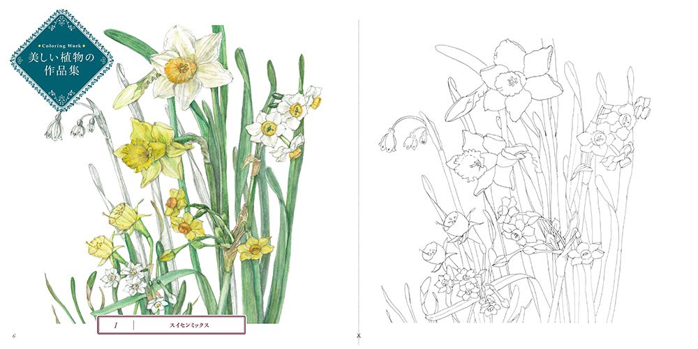 Sketch coloring book for adults - Beautiful botanical art - Garden of the four seasons - Japanese Coloring Book