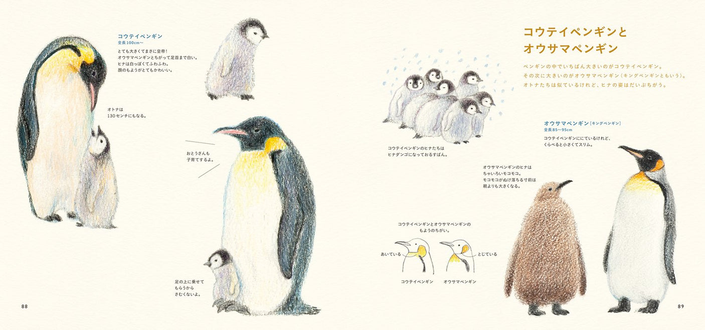 Cute birds with colored pencils First lesson Japanese Craft Book illustration - Japanese Craft Book