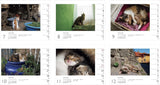 Calendar 2022 Mitsuaki Iwago x Cat (Weekly/Tabletop/Wall Hanging/Ring) (Yamakei Calendar 2022)