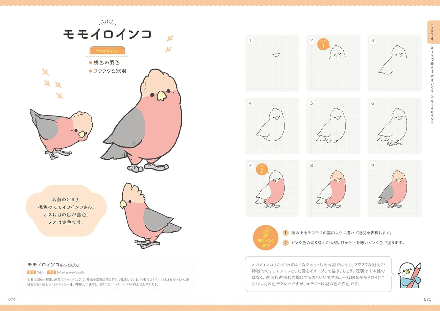 BIRDSTORY's How to Draw Cute Birds - Japanese Coloring Book