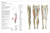 Anatomia Human body structure for drawing - Japanese Craft Book