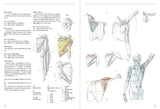 Anatomia Human body structure for drawing - Japanese Craft Book
