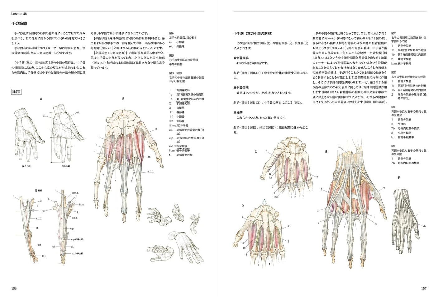 Anatomia Human body structure for drawing - Japanese Craft Book