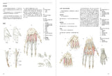Anatomia Human body structure for drawing - Japanese Craft Book