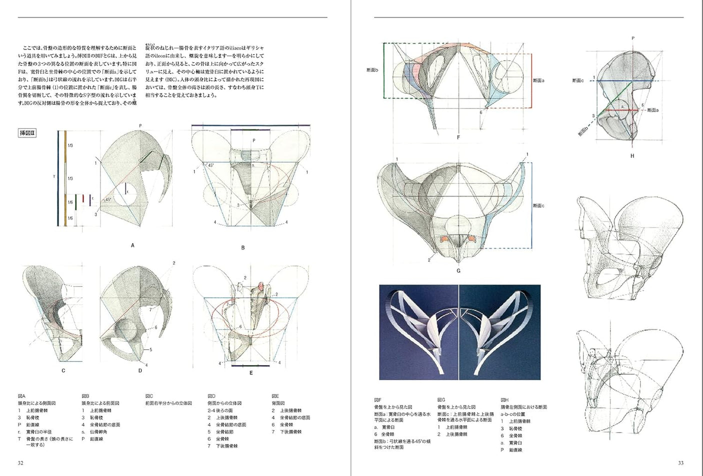 Anatomia Human body structure for drawing - Japanese Craft Book