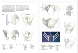 Anatomia Human body structure for drawing - Japanese Craft Book