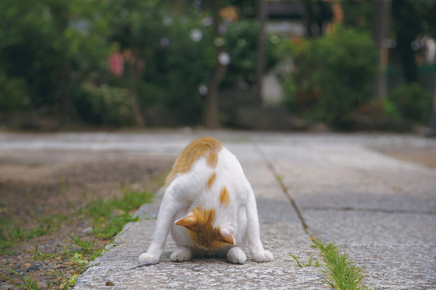 Too bad cat photo book by Masayuki Oki cat photographers - Japanese Craft Book*