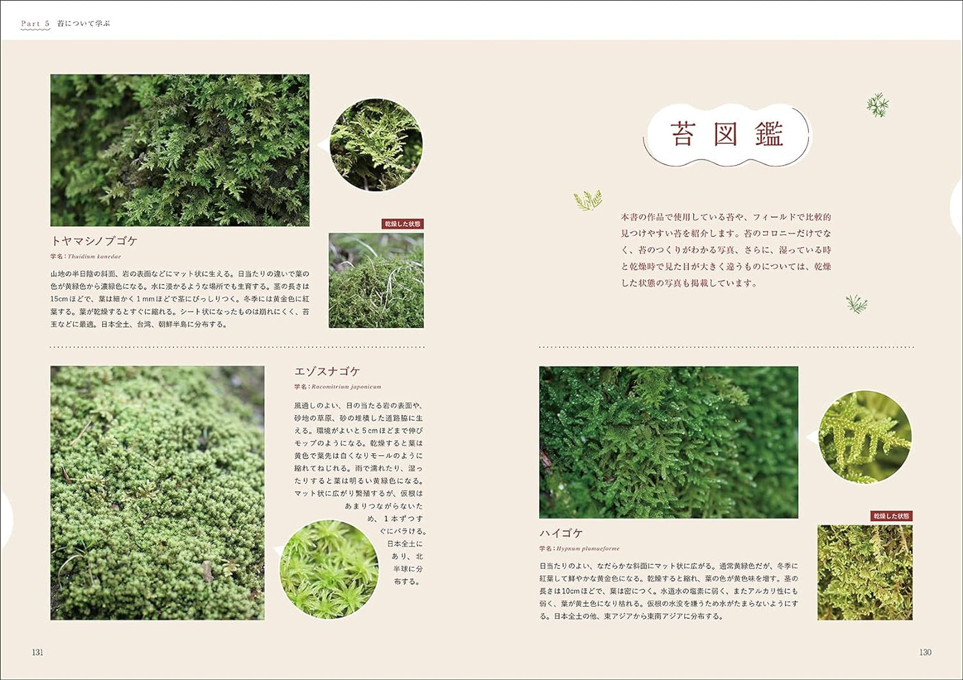 Easy maintenance for long-lasting enjoyment Moss Terrarium Yoshihiro Ono - Japanese Craft Book