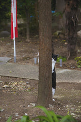 Too bad cat photo book by Masayuki Oki cat photographers - Japanese Craft Book*