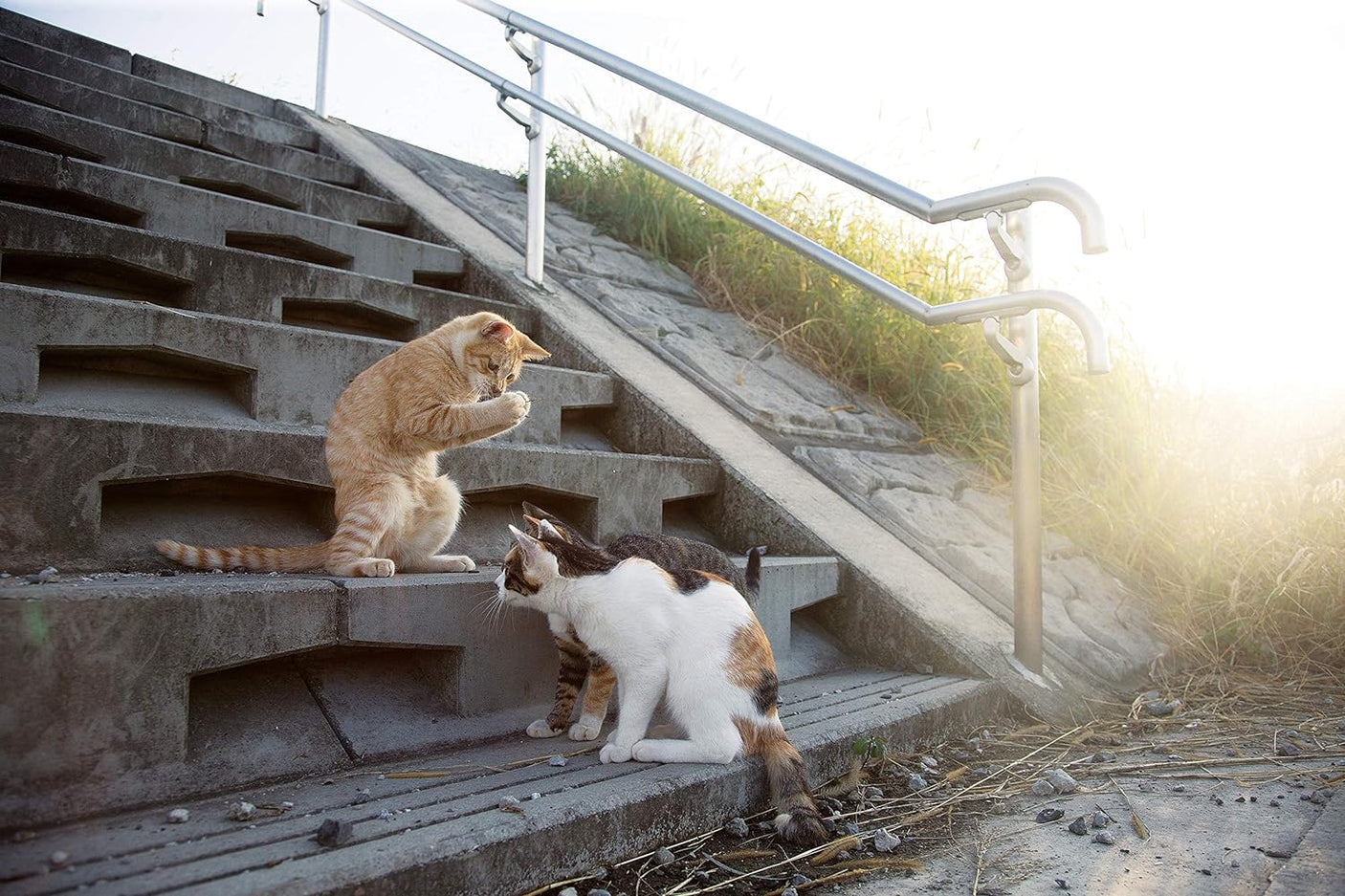 Too bad cat photo book by Masayuki Oki cat photographers - Japanese Craft Book*