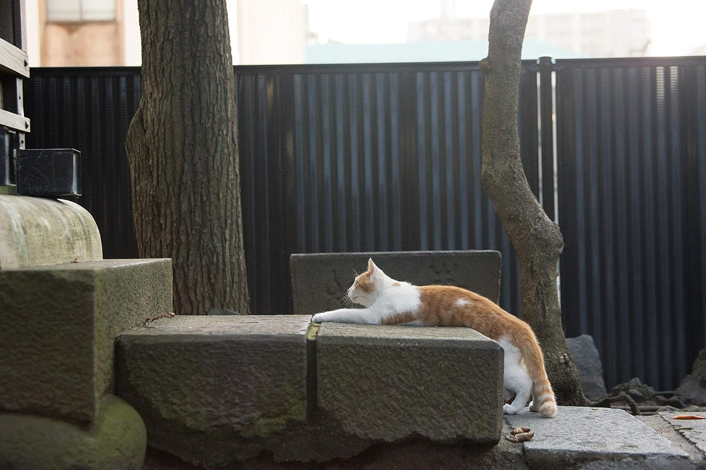 Too bad cat photo book by Masayuki Oki cat photographers - Japanese Craft Book*