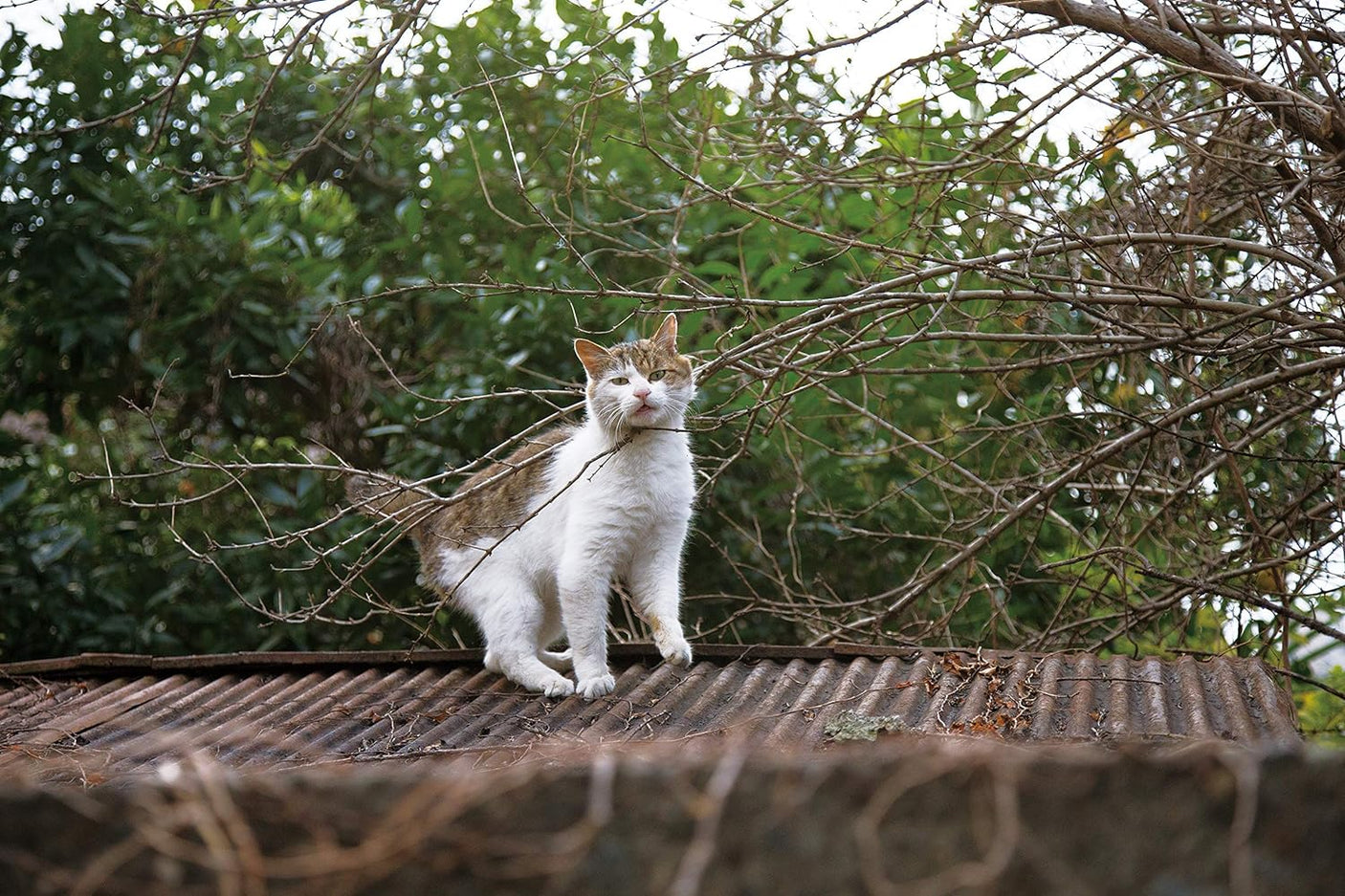 Too bad cat photo book by Masayuki Oki cat photographers - Japanese Craft Book*